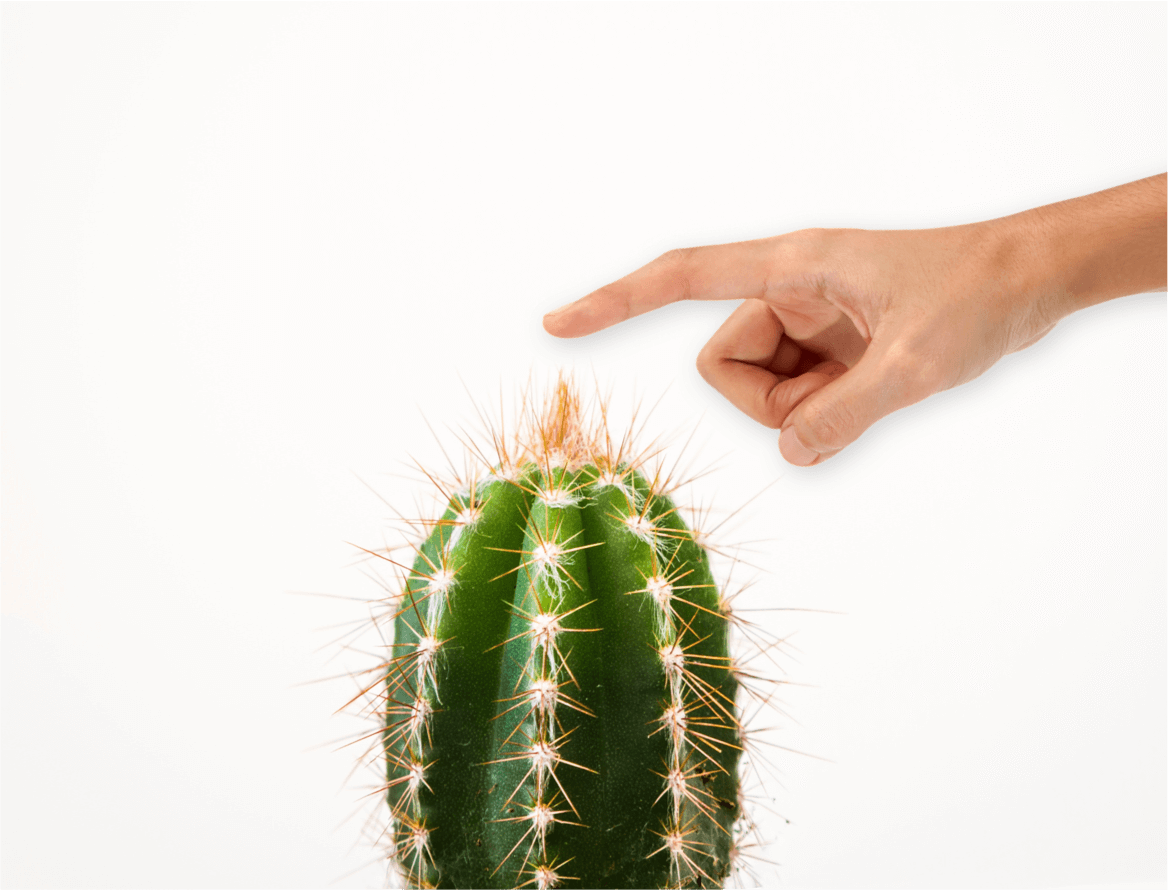 Cactus png images